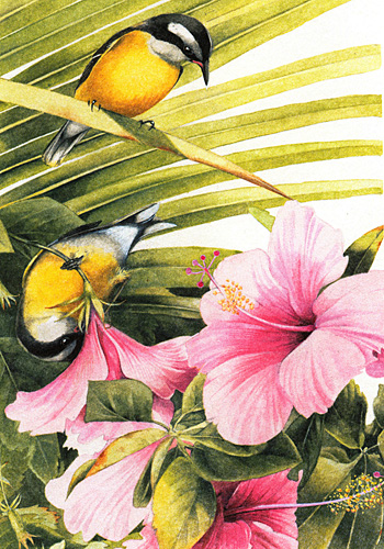 Hibiscus&Birds